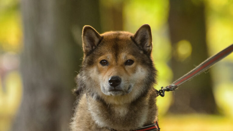 Un perro lobo mata a un bebé de tres meses mientras intentaba jugar con él