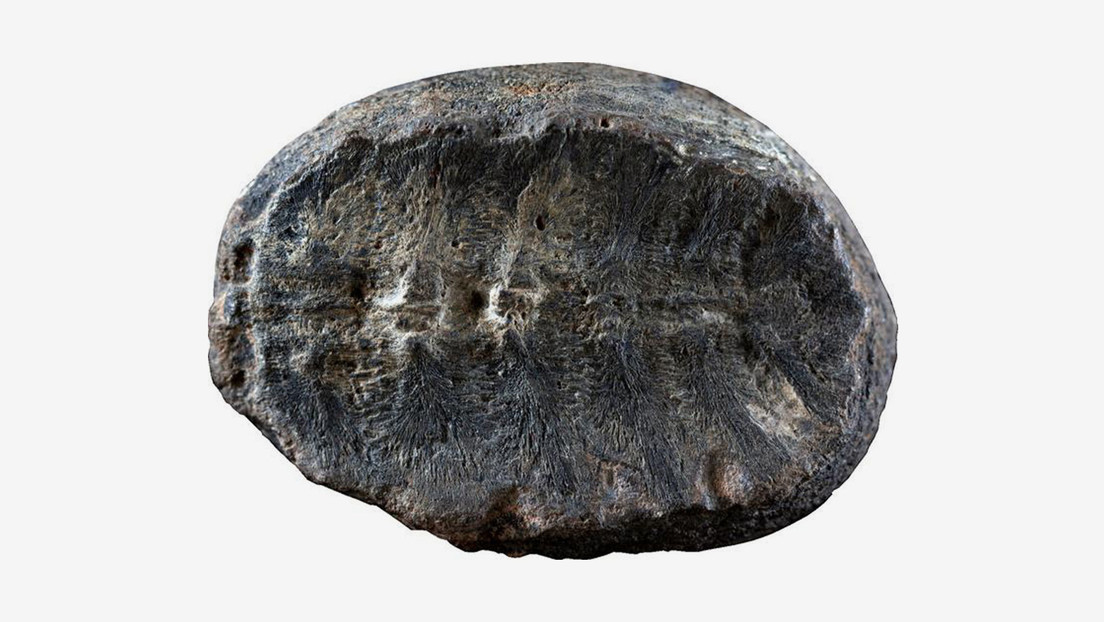 Una 'planta' fósil de más de 100 millones de años resulta no ser lo que se pensaba