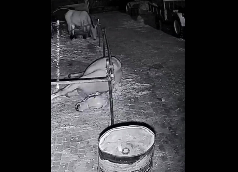 VIDEO: Un astuto y mañoso caballo escapa rodando de un corral