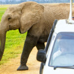 VIDEO: Un elefante ataca un auto con turistas en Sri Lanka