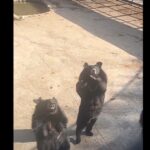 VIDEO: Un oso causa asombro en un zoo de China al imitar los pasos de un baile viral de TikTok