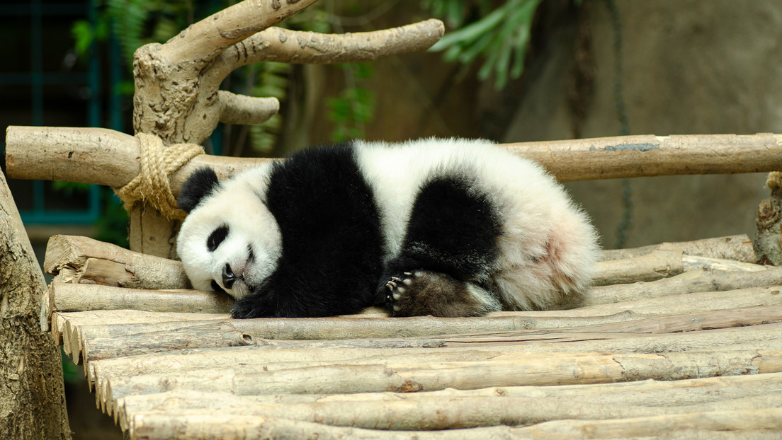 VIDEOS: Un pequeño panda aprende a caminar en el zoo