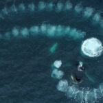 Ballenas jorobadas forman impresionante espiral de Fibonacci