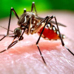 Brasil inicia el 2024 con un repunte de casos de dengue