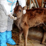 Clonan en China por primera vez vacas tibetanas en peligro de extinción
