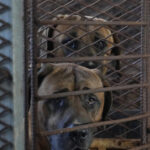 Corea del Sur prohibirá el consumo y el comercio de carne de perro