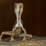 Descubren un "dragón diminuto" en el sur de la India