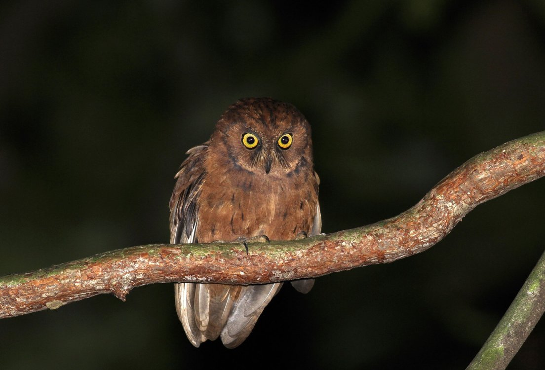 Descubren una especie de búho con un canto único que vive en un solo lugar de la Tierra