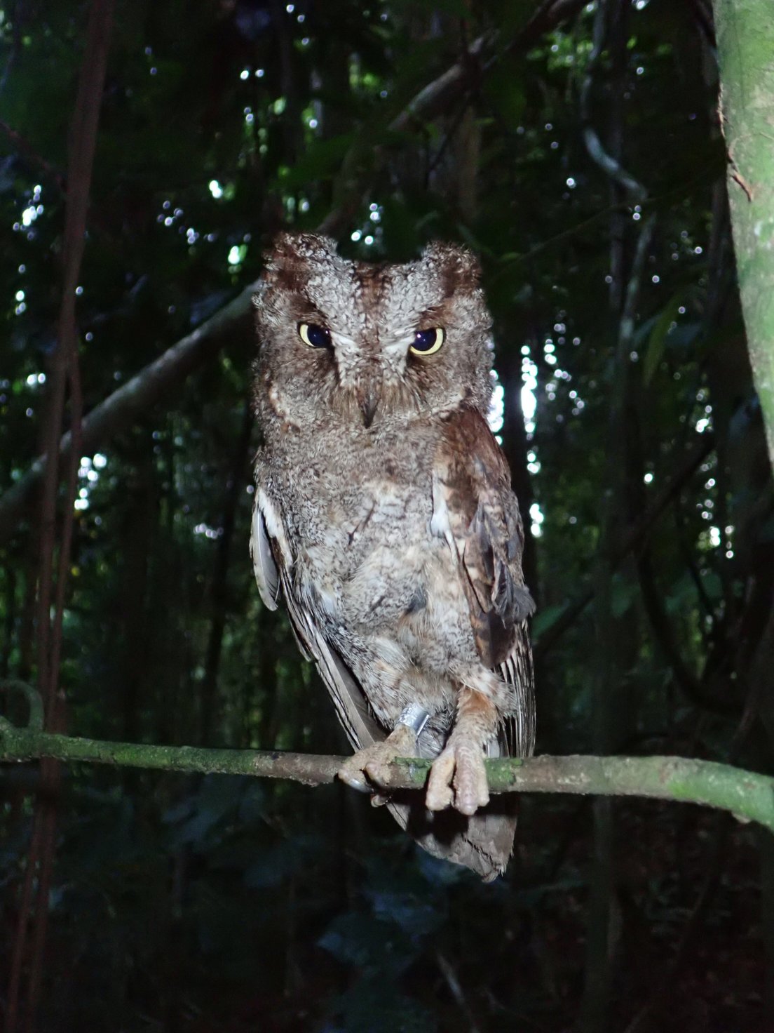 Descubren una especie de búho con un canto único que vive en un solo lugar de la Tierra