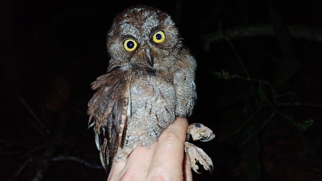 Descubren una especie de búho con un canto único que vive en un solo lugar de la Tierra