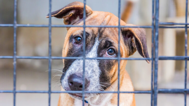Dueños de perros británicos renuncian a sus mascotas en cifras récord
