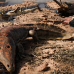 El sorprendente nexo con Rusia de una nueva especie de anfibio gigante hallado en Brasil