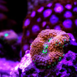 Elaboran el mayor catálogo de ADN oceánico con más de 317 millones de grupos genéticos