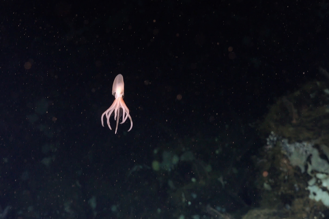 FOTOS: Descubren nuevas especies de pulpos de aguas profundas en el mar de Costa Rica