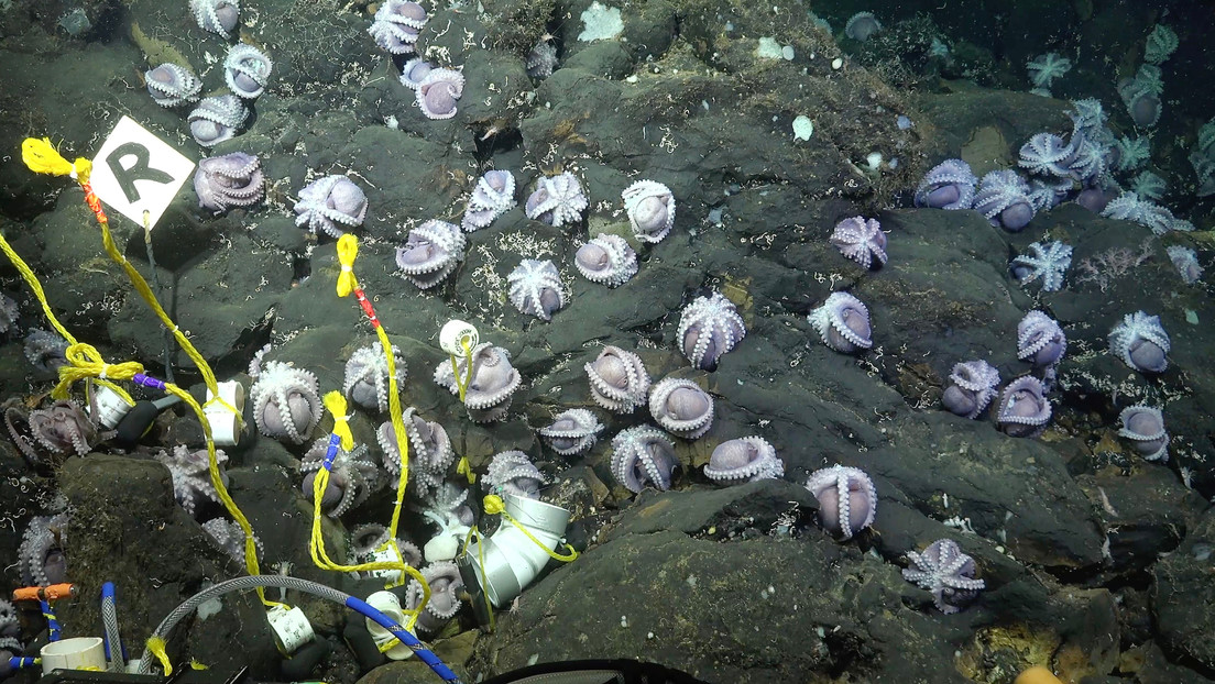 FOTOS: Descubren nuevas especies de pulpos de aguas profundas en el mar de Costa Rica