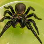 Fármaco para el corazón con veneno de una araña letal supera pruebas preclínicas con éxito