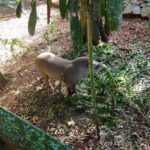 Fauna en peligro: rescatistas luchan por proteger y rehabilitar animales en el Parque Nacional de Iguazú