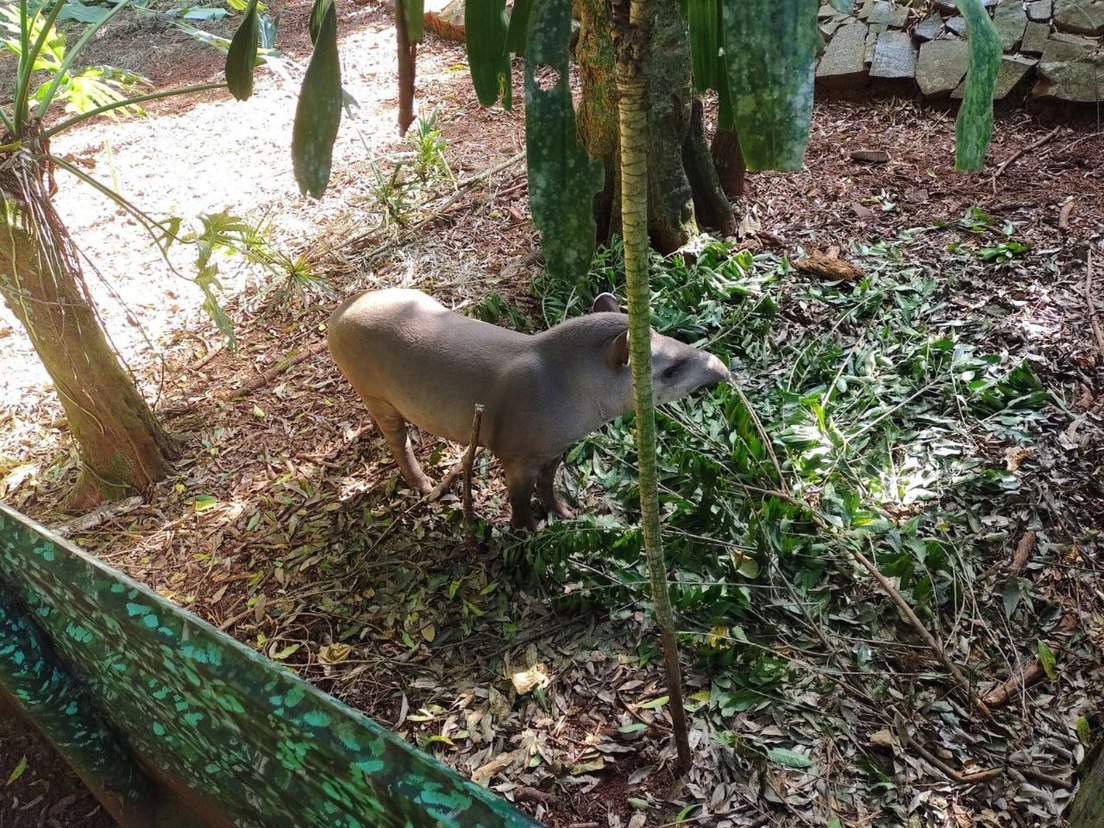 Fauna en peligro: rescatistas luchan por proteger y rehabilitar animales en el Parque Nacional de Iguazú