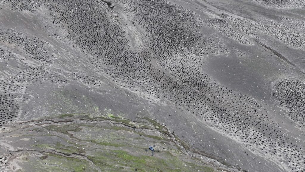 Megacolonia antártica: un mundo de millares de pingüinos vigilado desde el cielo