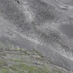 Megacolonia antártica: un mundo de millares de pingüinos vigilado desde el cielo
