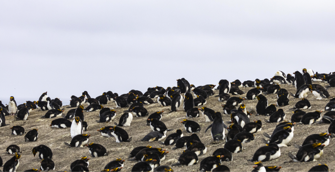 Megacolonia antártica: un mundo de millares de pingüinos vigilado desde el cielo