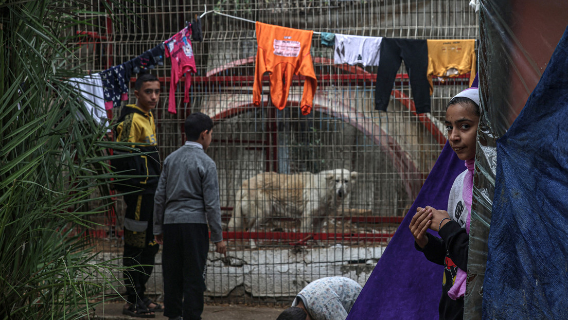 Mueren de hambre animales de un zoológico en Gaza, utilizado como refugio para desplazados