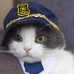 Un gato valiente salva a su dueña de 74 años de un ataque en plena Navidad