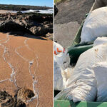 "Un nuevo Prestige": Millones de bolas de plástico cunden de blanco playas de Galicia