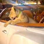 Una tailandesa podría acabar en la cárcel por pasear a su cachorro de león en un coche de lujo (VIDEOS)