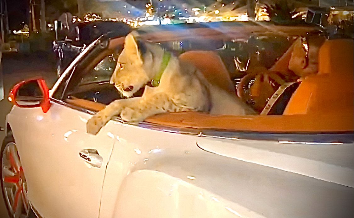Una tailandesa podría acabar en la cárcel por pasear a su cachorro de león en un coche de lujo (VIDEOS)