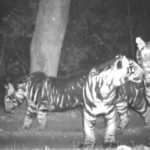 VIDEO: Avistan una familia de tigres 'negros' muy raros en una reserva india