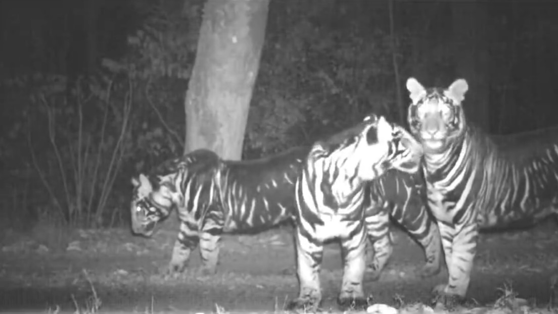 VIDEO: Avistan una familia de tigres 'negros' muy raros en una reserva india