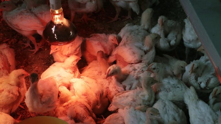 Agricultores franceses culpan a "los pollos asquerosos de Ucrania de los precios catastróficos"