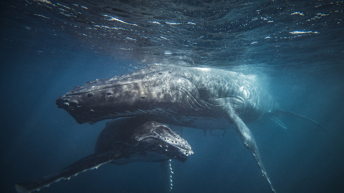 Descubren cómo las ballenas barbadas logran 'cantar' bajo el agua