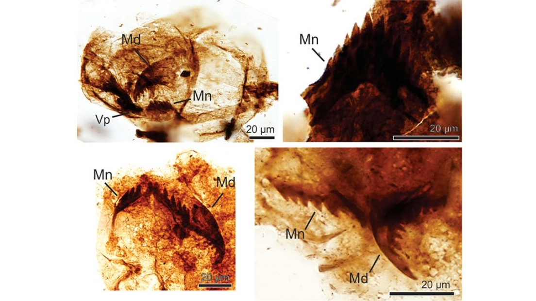 Descubren en Argentina fósiles de insectos de 70 millones de años de antigüedad