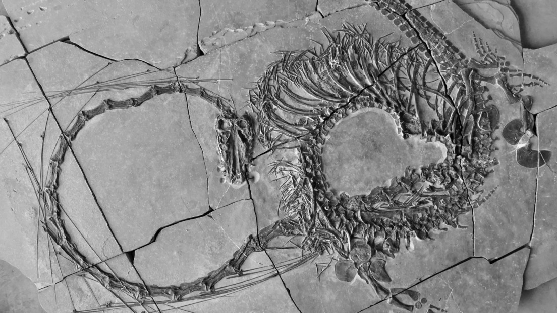 Descubren fósiles de un extraño 'dragón chino' marino de 240 millones de años