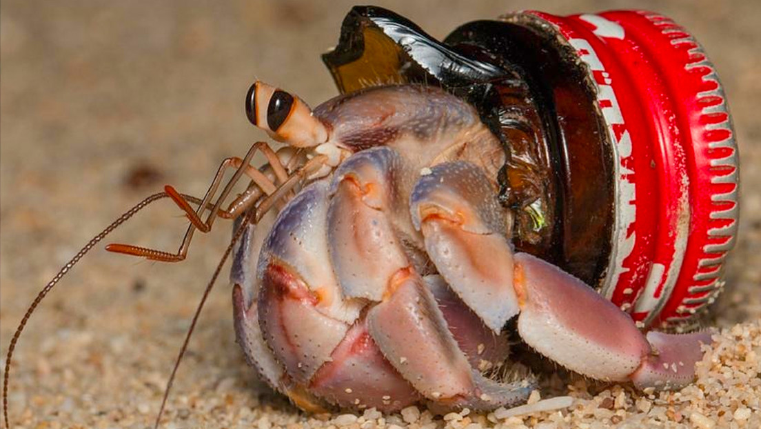 Descubren que una especie de cangrejo utiliza residuos para formar su caparazón protector