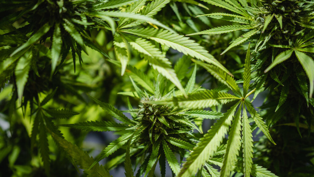 El consumo de marihuana eleva el riesgo de sufrir ataque cardiaco y derrame cerebral, según estudio