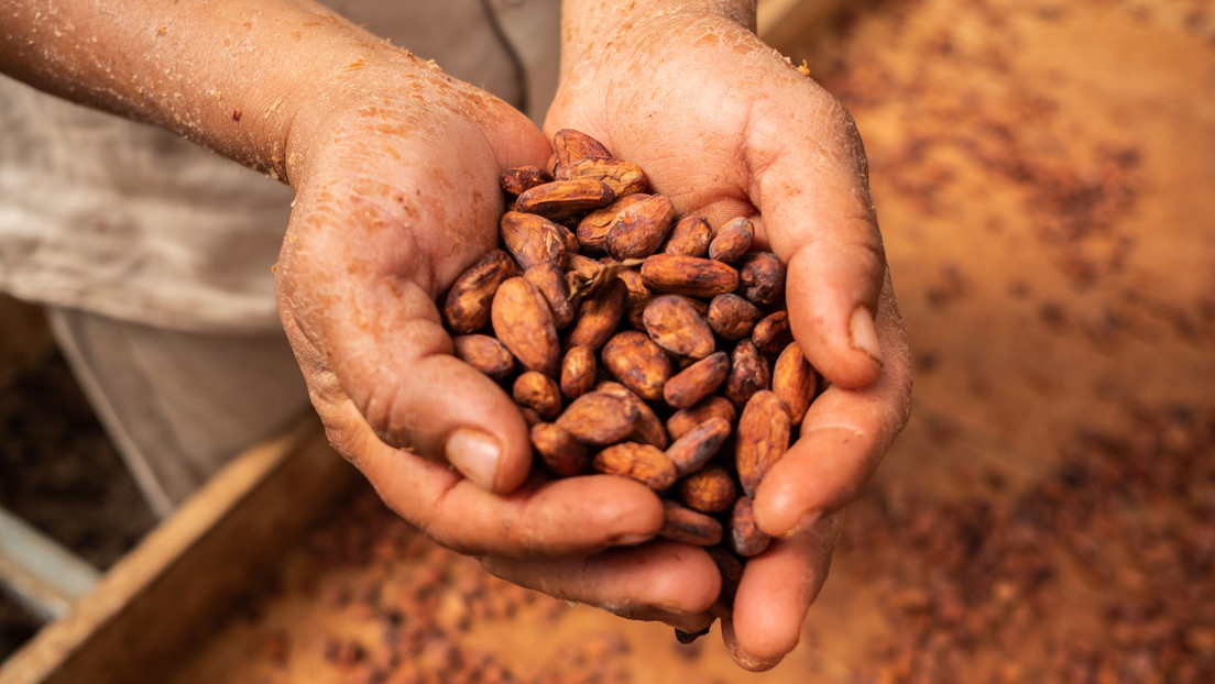 El precio del cacao alcanza su nivel más alto desde 1977