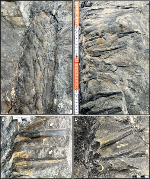 Enigmáticos fósiles revelan árboles, más antiguos que los dinosaurios, que parecen ser de otro mundo
