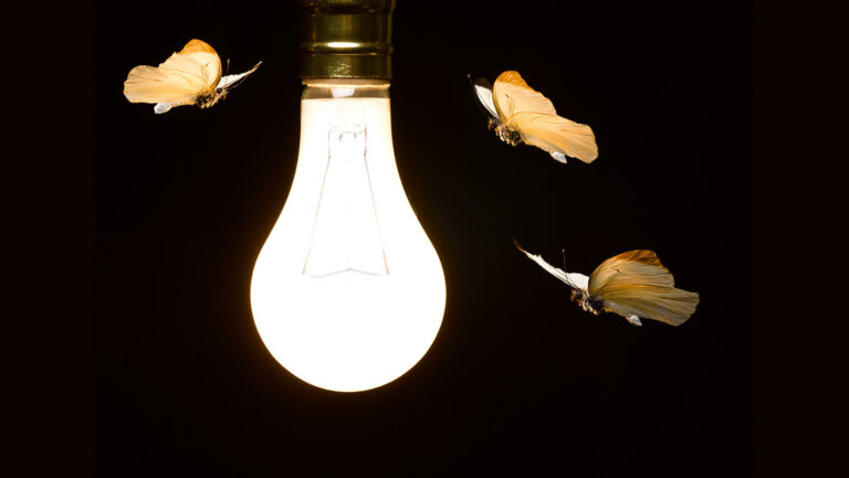 Estudio: Las polillas no vuelan hacia la luz artificial, sino que intentan evitarla