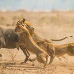 Hormigas invasoras cambian 'el menú' de los leones en una reserva africana