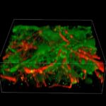 Imprimen en 3D el primer tejido cerebral humano del mundo con conexiones funcionales