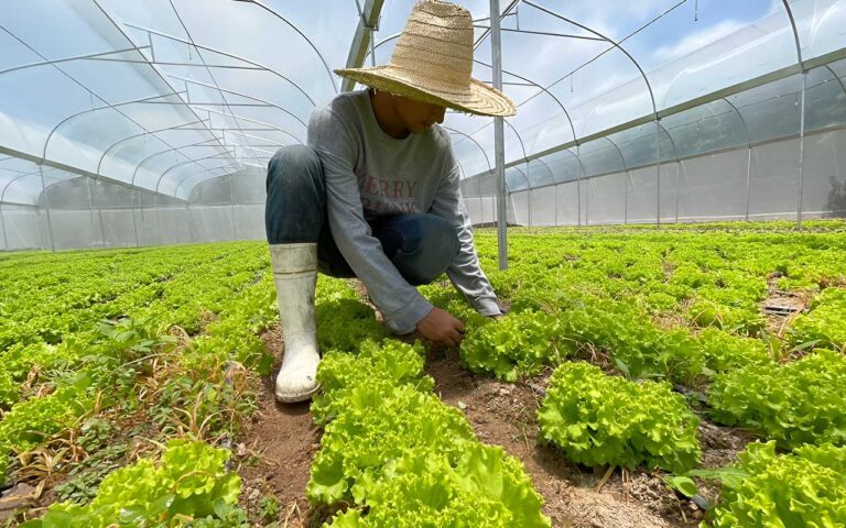 Más de 800 millones de córdobas compró Walmart a productores agrícolas y pymes nicaragüenses en 2023