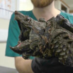 Rescatan a una rara tortuga de aspecto espeluznante en un lago de Inglaterra