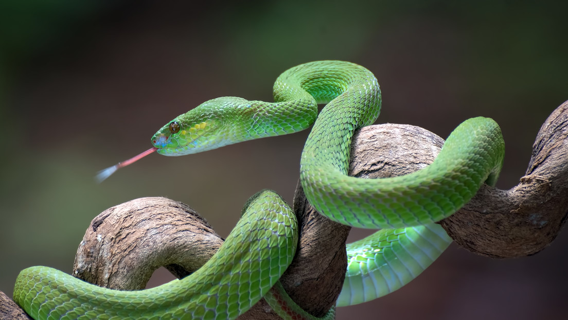 Un antídoto universal contra el veneno de muchas de las serpientes más peligrosas ya es real