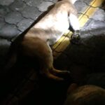 Un puma en peligro de extinción muere atropellado en Nicaragua