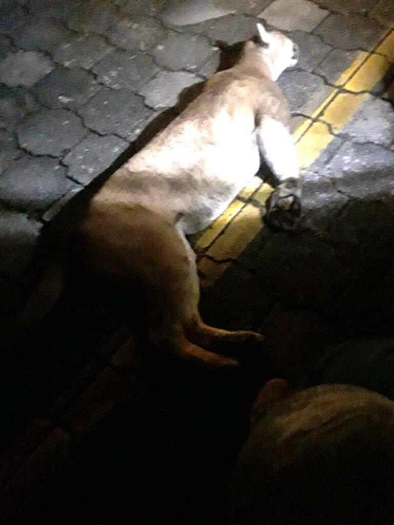 Un puma en peligro de extinción muere atropellado en Nicaragua