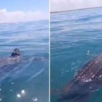 VIDEO: Una tortuga de la especie más grande del mundo aparece cerca de las costas uruguayas