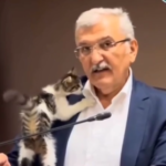 VIDEO: Una pequeña gata callejera se cuela en una reunión y se trepa sobre un alcalde en Turquía